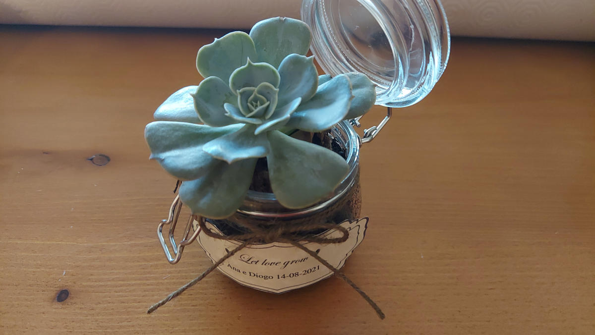 Loja: Sustainable Wedding - Imagem de Destaque