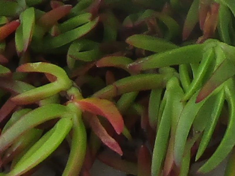 Imagem do casamento de Zuzana  e Paolo